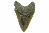Serrated, Fossil Megalodon Tooth - North Carolina Monster #338491-2